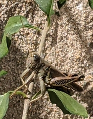 Melanoplus differentialis