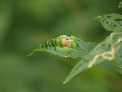 Cremastobombycia solidaginis