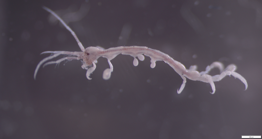 Paracaprella tenuis
