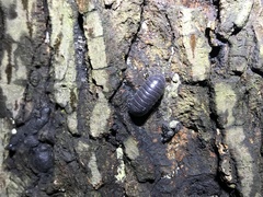 Armadillidium vulgare