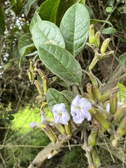 Duranta mutisii