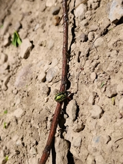 Calligrapha pantherina