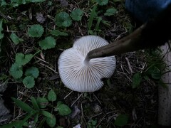 Oudemansiella limonispora
