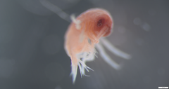 Hyperiidae