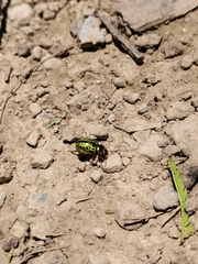 Calligrapha pantherina
