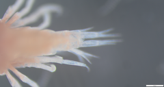 Hyperiidae