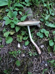 Oudemansiella limonispora