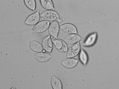 Oudemansiella limonispora