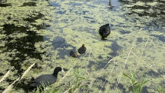 Fulica atra