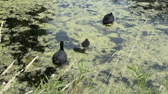 Fulica atra