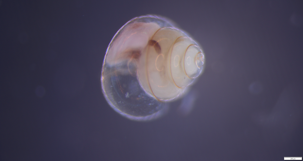 retrovert pteropod