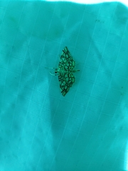 Lygropia rivulalis