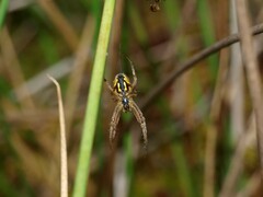 Neoscona adianta