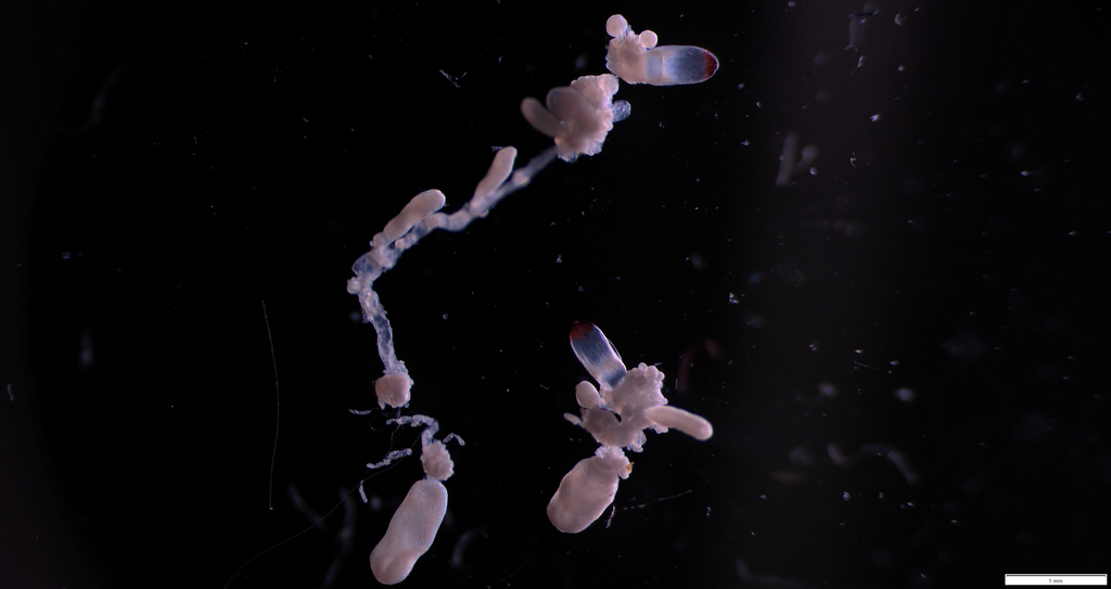 Nanomia cara
