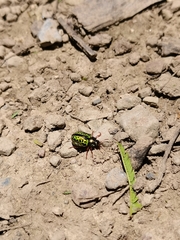 Calligrapha pantherina