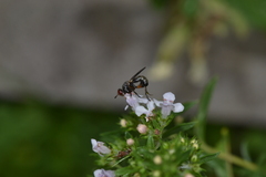 Thecophora atra