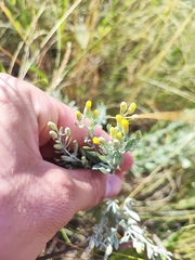 Galatella villosa