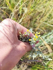 Galatella villosa