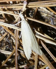 Schoenobiinae