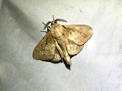 Dendrolimus spectabilis