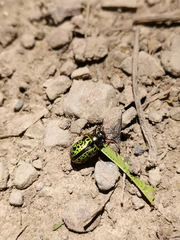 Calligrapha pantherina