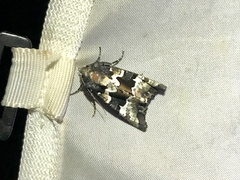 Phlogophora albovittata