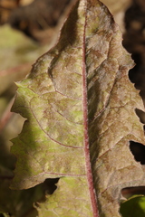 Podosphaera erigerontis-canadensis