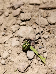 Calligrapha pantherina