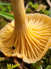 Cantharellus appalachiensis