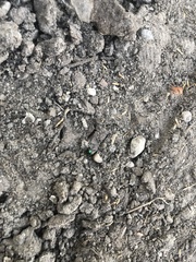 Gastrophysa viridula