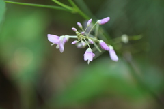 Hylodesmum nudiflorum