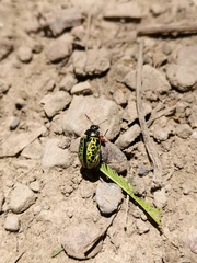Calligrapha pantherina