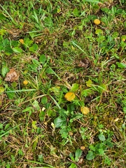 Cantharellus appalachiensis