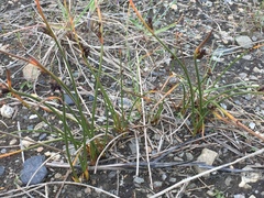 Juncus arcticus