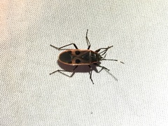 Physopelta parviceps