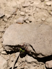 Calligrapha pantherina