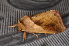 Bellura densa