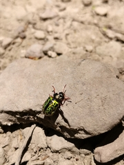 Calligrapha pantherina