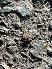 Halyomorpha halys