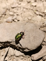 Calligrapha pantherina