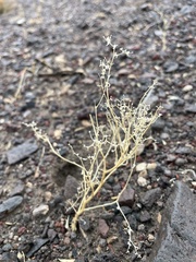 Chenopodium nevadense