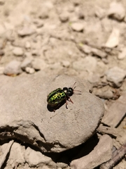 Calligrapha pantherina