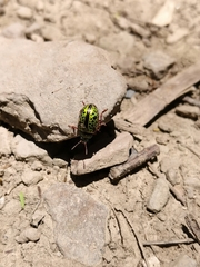 Calligrapha pantherina