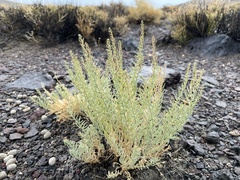 Neokochia americana