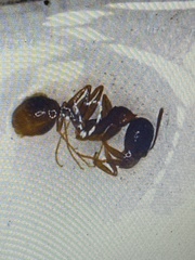 Aphaenogaster picea