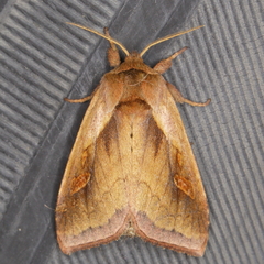 Bellura densa