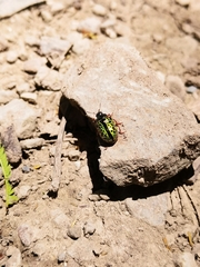 Calligrapha pantherina