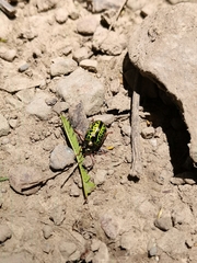 Calligrapha pantherina