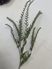 Lithospermum parviflorum