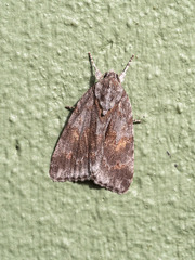 Bryonycta opulenta